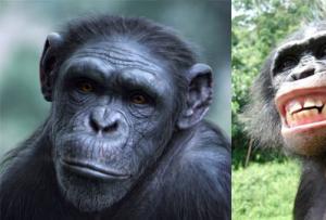 Отличие человека от антропоморфных обезьян 3 важных признака отличия человека от обезьяны